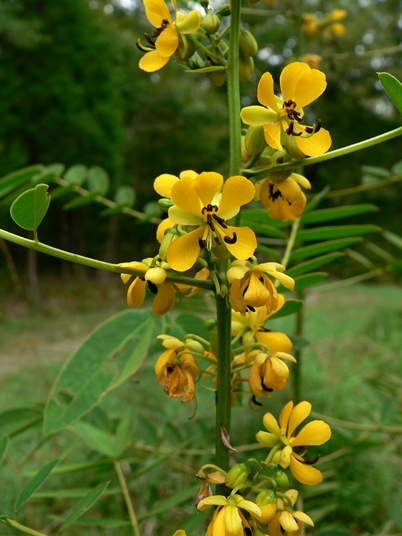 {Senna marilandica}
